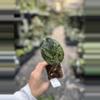 plant/Hoya Michele silver-0-thumbnail