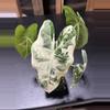 plant/Alocasia Frydek Variegated-0-thumbnail