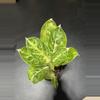 plant/Aglaonema Green Pupuma-0-thumbnail