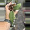 plant/Hoya sp. Bur Senubung NAD004-0-thumbnail