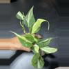 plant/Philodendron cream splash-0-thumbnail
