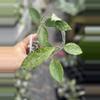 plant/Hoya AH Santa-0-thumbnail