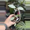 plant/Hoya pubicalyx pink silver ghost-0-thumbnail