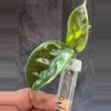 plant/Hoya krinkle 8 top cut-0-thumbnail