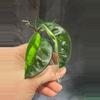 plant/Hoya Krinkle 8-2-thumbnail