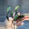 plant/Hoya Rosita rooting cutting-1-thumbnail
