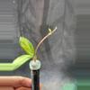 plant/Hoya madara green edge Madara GE unrooted top cut-3-thumbnail
