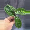 plant/Hoya Krinkle 8-0-thumbnail