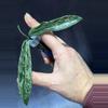 plant/Hoya minibelle splash unrooted cutting-1-thumbnail