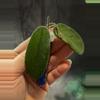 plant/Hoya Sichuaensis unrooted cut with peduncle-0-thumbnail