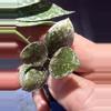 plant/Hoya lacunosa super splash unrooted cut-2-thumbnail