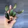 plant/Hoya Rosita rooting cutting-0-thumbnail