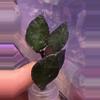 plant/Hoya krohniana black unrooted cut-0-thumbnail