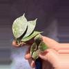 plant/Hoya lacunosa super splash unrooted cut-0-thumbnail