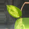plant/Hoya madara green edge Madara GE unrooted top cut-2-thumbnail