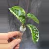 plant/Hoya Krinkle 8-1-thumbnail