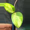 plant/Hoya madara green edge Madara GE unrooted top cut-0-thumbnail