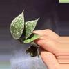 plant/Hoya lacunosa super splash unrooted cut-1-thumbnail
