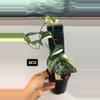 plant/Mayari (two vines)-0-thumbnail