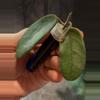plant/Hoya Sichuaensis unrooted cut with peduncle-1-thumbnail