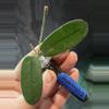 plant/Hoya Sichuaensis unrooted cut with peduncle-2-thumbnail