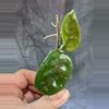 plant/Hoya krinkle 8 top cut-1-thumbnail
