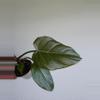 plant/Philodendron Summer glory -0-thumbnail
