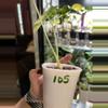 plant/Alocasia Frydek 105-1-thumbnail