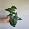 plant/Philodendron Williamsii -0-thumbnail