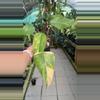 plant/#1 Philodendron Strawberry Shake-0-thumbnail