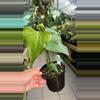 plant/#1 Anthurium Delta Force-0-thumbnail
