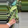 plant/#3 Amydrium zippelianum variegated-0-thumbnail