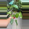 plant/#1 Philodendron Burle Marx reverted-0-thumbnail