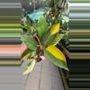 plant/#3 Philodendron Red Congo Variegated -0-thumbnail