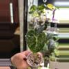 plant/Alocasia Balloon Heart 108-0-thumbnail