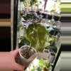 plant/Alocasia Longiloba Purple Vein 109-0-thumbnail