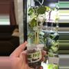 plant/Alocasia Balloon Heart 108-2-thumbnail