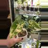 plant/Alocasia Frydek 105-0-thumbnail