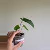 plant/Anthurium Jakarta -0-thumbnail