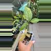 plant/
#1 Syngonium Pink Splash-0-thumbnail