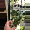 plant/Alocasia Balloon Heart 108-1-thumbnail