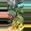 plant/#2 Scindapsus Silver Splash-0-thumbnail