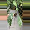 plant/#3 Rhaphidora Foraminifera variegated-0-thumbnail