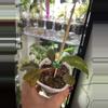 plant/Philodendron Orange Princess 113-4-thumbnail