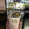 plant/Philodendron Orange Princess 113-3-thumbnail