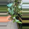 plant/#1 Blue Oil Fern-0-thumbnail