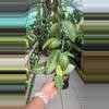 plant/
#1 Hoya, it's either Hoya Rangsan Splash or Hoya Macrophylla Splash-0-thumbnail