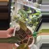 plant/Philodendron Orange Princess 113-1-thumbnail