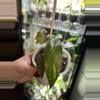 plant/Philodendron Orange Princess 113-0-thumbnail