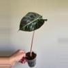 plant/Alocasia Nairobi night -0-thumbnail